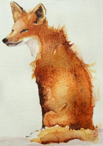 Red Fox